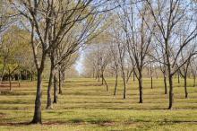 Many pecan producers, such as Peeples Pecan Orchard in Starkville, are waiting for rains to let up enough for them to harvest in earnest. Mississippi pecan growers are anticipating a better than average crop of more than 2 million pounds. (Photo by Kat Lawrence)
