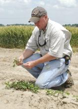Jeff Gore, assistant research professor at Mississippi State University's Delta Research and Extension Center in Stoneville, checks the root development on a research plot of peanuts planted on April 20. (Photo by Rebekah Ray)