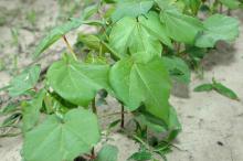 These young cotton plants are in a weed control study at Mississippi State University's Delta Research and Extension Center in Stoneville. They are in the five- to six-leaf growth stage and therefore no longer vulnerable to damage from thrips. (Photo by Rebekah Ray)