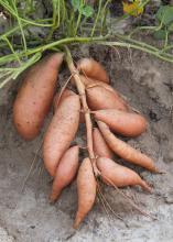 Weather was just about perfect this summer for sweet potatoes, and Mississippi producers are quickly getting a good crop out of the ground. Evangeline is a new variety that has the potential to become quite popular with area growers. (Photos by Scott Corey)