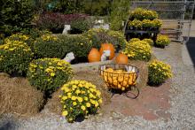 Mississippi lawn and garden centers are providing pumpkins in a variety of sizes for fall displays, such as this one at the Oktibbeha County Co-op on Oct. 15, 2010. Dry conditions this year reduced the size and number of Mississippi's carving pumpkins, but miniature varieties are abundant. (Photo by Linda Breazeale)