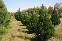 Mississippi growers will have a good crop of trees to sell this holiday season. Most choose-and-cut farms will open on Thanksgiving Day, and the rest will be open by the Saturday after Thanksgiving. (Photo by Kat Lawrence)