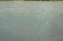 Wheat fields along the Mississippi River and tributaries are under or going under water in the Great Flood of 2011. (File photo by Linda Breazeale)