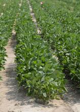 Many east Mississippi soybeans, such as these growing on Mississippi State University's North Farm, have received timely rains and have the potential to make a good crop. (Photo by Scott Corey)