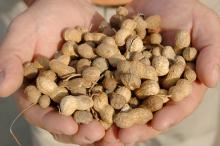 Peanut prices have more than doubled in the past year, and Mississippi's peanut producers are benefitting from timely rains and minimal problems with disease and pests. (file photo)