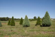 It takes four years to grow Mississippi Christmas trees to the popular 6 to 8 feet tall size. About 900 trees can be grown per acre, such as these growing in Chunky on the Lazy Acres Plantation. (Photo by Kat Lawrence)