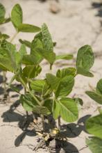 A warm March helped Mississippi growers get an early start planting the soybean crop. By late April, more than a fourth of the crop had emerged. (file photo)