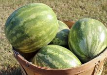 Mississippi's watermelon growers have harvested more than 40 percent of their crop already, a 22 percent increase from the same period last year. The crop's good quality and popularity has consumers buying up the harvest quickly at farmers' markets and farm stands across the state. (Photo by MSU Ag Communications/Keri Collins Lewis)