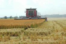 Rice harvest should be fully under way by mid-August. Gant and Sons Farms in Merigold was harvesting fields Aug. 8. (Photo by DREC Communications/Rebekah Ray)