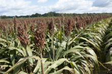 Mississippi's grain sorghum yields are projected to be 77 bushels per acre, an increase of 3 bushels per acre compared to 2011. (Photo by MSU Ag Communications/Kat Lawrence)