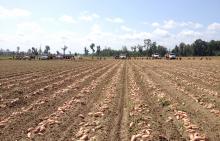 Sweet potatoes lay in the field, ready to be harvested by bucket crew at Chrestman Farms in Lafayette County. (Photo by Mississippi Sweet Potato Council/Benny Graves)