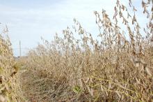The majority of the state's soybeans, such as these at Mississippi State University's Delta Research and Extension Center in Stoneville, were harvested before heavy rains Sept. 30 halted work. (Photo by DREC Communications/ Rebekah Ray)