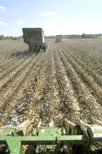 Although rain halted fieldwork for more than a week in early October, Mississippi's cotton harvest is well underway and yields are high. This machine was picking cotton on Topashaw Farms in Calhoun County, Sept. 28, 2011. (File photo by MSU Ag Communications/Scott Corey)