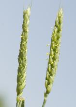 Wheat acreage is up in Mississippi, but a wet winter stunted growth in the state's crop. (Photo by MSU Ag Communications/Marco Nicovich)