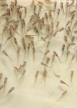 These 2012 catfish fry at the Mississippi State University College of Veterinary Medicine are similar to young fish that have been delayed by this spring's cool temperatures, which have slowed growth of Mississippi's farm-raised catfish and delayed the start of hatchery season. (Photo by MSU Ag Communications/Kat Lawrence)