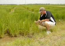 Paxton Fitts, research associate with the Mississippi Agricultural and Forestry Experiment Station, examines rice growing in a variety trial at Mississippi State University's Delta Research and Extension Center in Stoneville, Miss., on July 16, 2013. (Photo by MSU Ag Communications/Linda Breazeale)