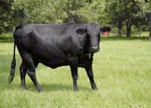 Ample summer rains have provided this cow with plenty of grass in her Oktibbeha County pasture on Aug. 16, 2013. (Photo by MSU Ag Communications/Linda Breazeale)