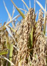 Even after a late start, a favorable growing season allowed for a timely harvest of Mississippi's rice, such as this grown at the Delta Research and Extension Center in Stoneville. The U.S. Department of Agriculture reports the crop was 96 percent harvested by Oct. 20, 2013. (Photo by MSU Ag Communications/Keri Collins Lewis)