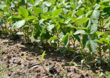 Soybeans in this Copiah County field look good on June 11, 2014, despite muddy conditions that have pushed farmers throughout the state two to three weeks behind on weed control. (Photo by MSU Ag Communications/Susan Collins-Smith)