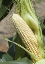 A variety of stresses, including saturated soils, can cause kernels at the tips of corn ears not to fill out. This ear was photographed July 1, 2014, at Mississippi State University's R.R. Foil Plant Science Research Center in Starkville, Mississippi. (Photo by MSU Ag Communications/Kat Lawrence)