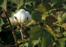 As cotton bolls open across the state, the U.S. Department of Agriculture is predicting yields of 1,130 pounds per acre. Mississippi set a record average yield of 1,229 pounds per acre in 2013. (Photo by MSU Ag Communications/Kevin Hudson)