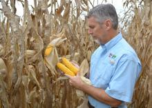 Erick Larson, state corn specialist with the Mississippi State University Extension Service, assesses corn ears before harvest in a test plot on Sept. 12, 2014, at the Rodney Foil Plant Science Research Center near Starkville, Mississippi. (Photo by MSU Ag Communications/Linda Breazeale)