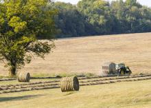 Mississippi hay supplies are expected to be low going into winter. Factors that contributed to low production include a very cold winter, a wet spring and an abundance of armyworms. (Photo by MSU Ag Communications/Scott Corey)