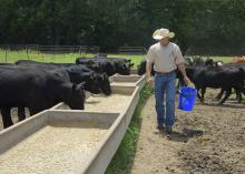 Cody Glenn, Mississippi State University beef unit manager, feeds calves at the H.H. Leveck Animal Research Center in Starkville July 8, 2015. Recent cattle prices have been at record levels, causing producers to increase the size of their herds. (Photo by MSU Ag Communications/Kevin Hudson)ltural and Forestry Experiment Station/Richard Turner)