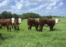 Shade from the summer sun is necessary to keep cattle cool and their feed intake high. These cattle were at the H.H. Leveck Animal Research Center at Mississippi State University in Starkville July 8, 2015. (Photo by MSU Ag Communications/Kevin Hudson)