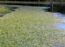 Prevention is the best way to control pond weeds, such as this American pondweed growing in Clay County in 2008, but physical, mechanical, biological and chemical control measures can be used once weeds become established. (File photo courtesy of Wes Neal)