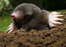 Moles spend 90 percent of their lives underground. They are known for their hairless snouts and large, paddle-like claws. (Photo by iStockphoto)