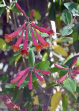 The tubular shape and red color of coral honeysuckle flowers make them a favorite nectar source for hummingbirds in Mississippi. (Photo courtesy of Kathy Jacobs)