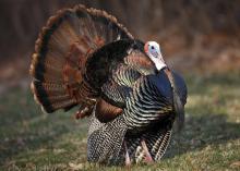 The Eastern wild turkey, such as this adult male, is found in Mississippi's coastal longleaf pine country, mixed pines and hardwoods and bottomland hardwoods. (Photo by iStock)