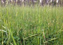 Multiple types of forage can benefit cool-season food plots, but ryegrass can take over, such as in this food plot originally planted with red clover. (Photo courtesy of Bronson Strickland)
