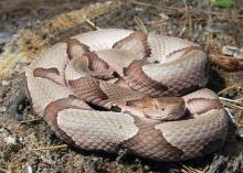 Adult venomous snakes, like this copperhead, will use camouflage or run away to avoid conflict, rather than strike first. (Photo from iStock.)