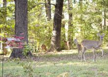 While well-intended, feeding wildlife may attract unwanted problems, such as predators and nuisance wildlife. (Photo by Marina Denny)