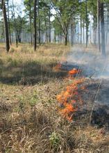 Contrary to what many people think, a prescribed, controlled burn performed by a registered professional actually improves habitat quality for many of Mississippi's wildlife species. (MSU Ag Communications/File Photo)