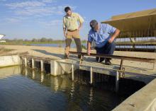Split-cell catfish ponds circulate oxygen-rich water from the larger lagoon through channels to the smaller side where catfish grow. On March 21, 2017, Mississippi State University Extension aquaculture specialist Mark Peterman, left, and Jeff Lee of Lee’s Catfish in Macon examined the fencing that contains fish in this Noxubee County catfish pond. (Photo by MSU Extension Service/Kevin Hudson)