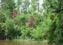 The redbay ambrosia beetle is responsible for the death of one-third of the nation’s redbay trees to date. Dead redbay trees can be seen in this 2010 photograph taken along the Pascagoula River in Jackson County near Moss Point, Mississippi. (Photo by Mississippi Agricultural and Forestry Experiment Station/John Riggins)