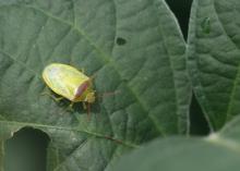 Redbanded stinkbugs, such as this pest seen Aug. 17, 2017, on a soybean plant at the Delta Research and Extension Center in Stoneville, Mississippi, are very damaging, invasive pests showing up in large numbers this year in fields across the Southeast. (Photo by MSU Delta Research and Extension Center/Don Cook)