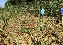 Five men stand in a cornfield around a large area of corn trampled down by wild hogs.