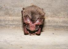 A small brown bat looks into the camera as it hangs upside down.