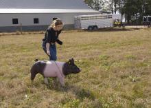 A young woman walks a pig through a pasture.