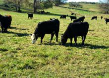 Two beef cattle grazing in a green pasture.