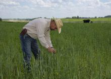 Mississippi State University Extension Service forage specialist Rocky Lemus inspects wheat interseeded with balansa clover at the H.H. Leveck Animal Research Center in Starkville, Mississippi, on April 20, 2017. (Photo by MSU Extension Service/Kevin Hudson)