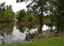 Flood waters from the Mississippi River cover this Warren County soybean field north of Vicksburg, Mississippi, on June 2, 2017. Recent excess rains and river flooding have some corn, cotton and soybean fields under water. (Photo by MSU Extension Service/Susan Collins-Smith)