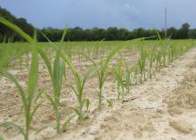 Grain sorghum emerges in this Oktibbeha County field June 14, 2017. Mississippi growers are projected to plant 10,000 acres of the crop this year, which would be a record low. (Photo by MSU Extension Service/Kevin Hudson)