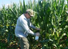Gary Windham, a research plant pathologist with the U.S. Department of Agriculture, inoculates corn that is part of an aflatoxin study at Mississippi State University R.R. Foil Plant Science Research Center in Starkville, Mississippi, on July 13, 2017. (Photo by MSU Extension Service/Linda Breazeale)