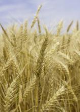 Mississippi growers harvested just 40,000 acres of wheat in 2017 -- well below the average of about 200,000 acres -- but they saw good yields despite a challenging growing season. (Photo by MSU Extension Service/Kevin Hudson)