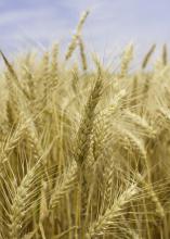 Mississippi growers harvested just 40,000 acres of wheat in 2017 -- well below the average of about 200,000 acres -- but they saw good yields despite a challenging growing season. (Photo by MSU Extension Service/Kevin Hudson)